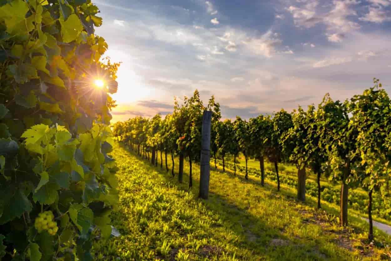 Vineyard rows with green grapevines at sunset in Slovenia