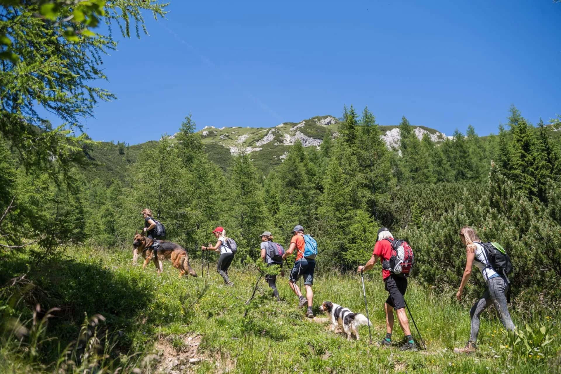 Hikers with dogs ascend a grassy mountain trail surrounded by pine forest under a clear blue sky, heading toward Visevnik.