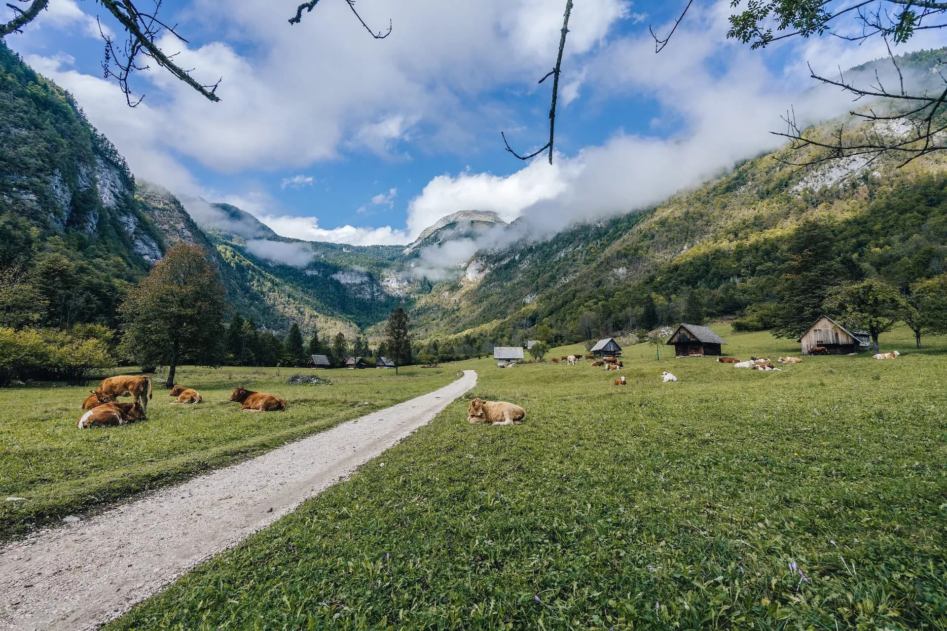 Cows resting in green meadow with dirt path, wooden huts, and foggy mountains in Voje Valley.