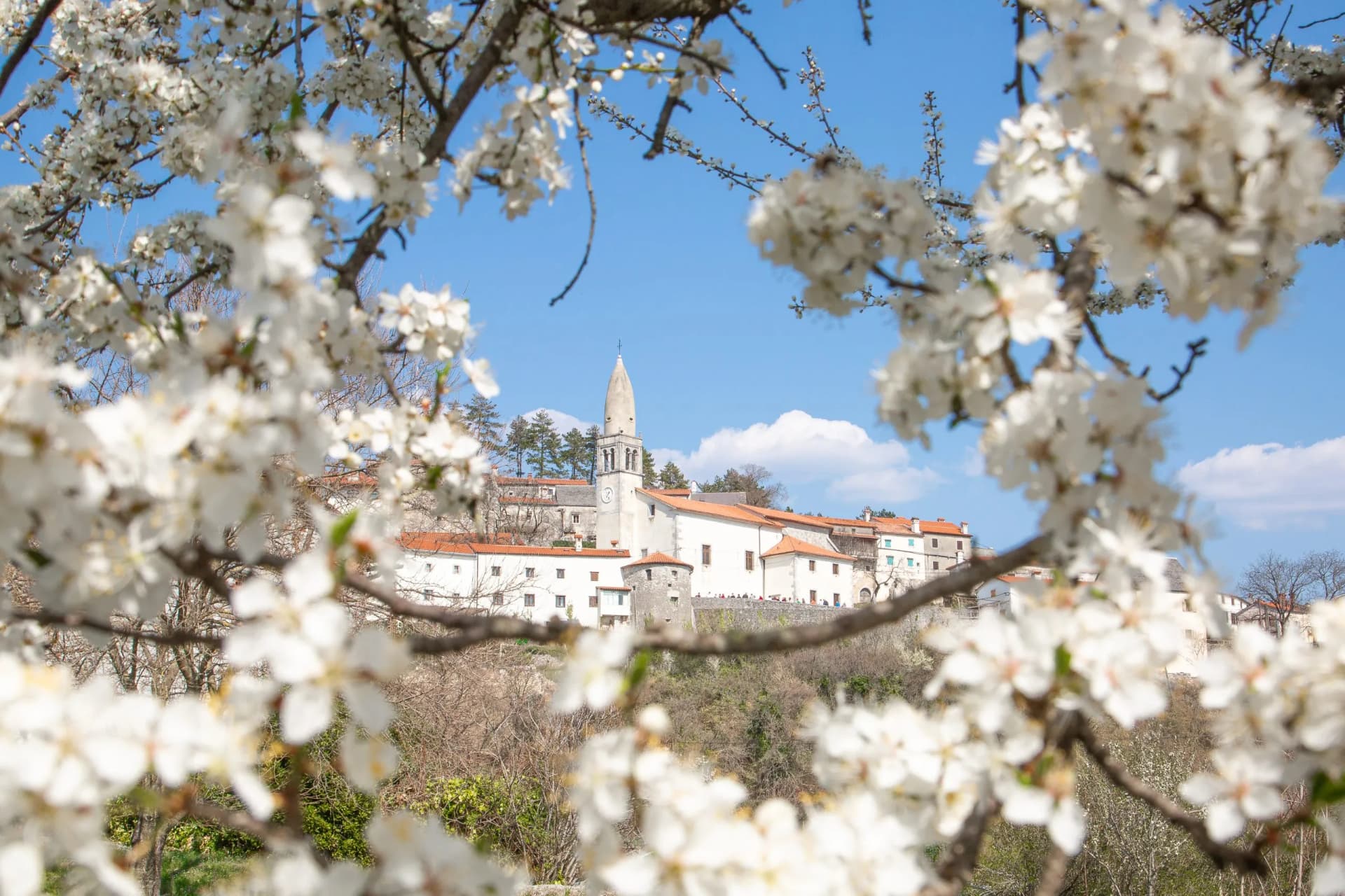 White blossoms frame the white buildings and church tower of Stanjel village in the Slovenian Karst.