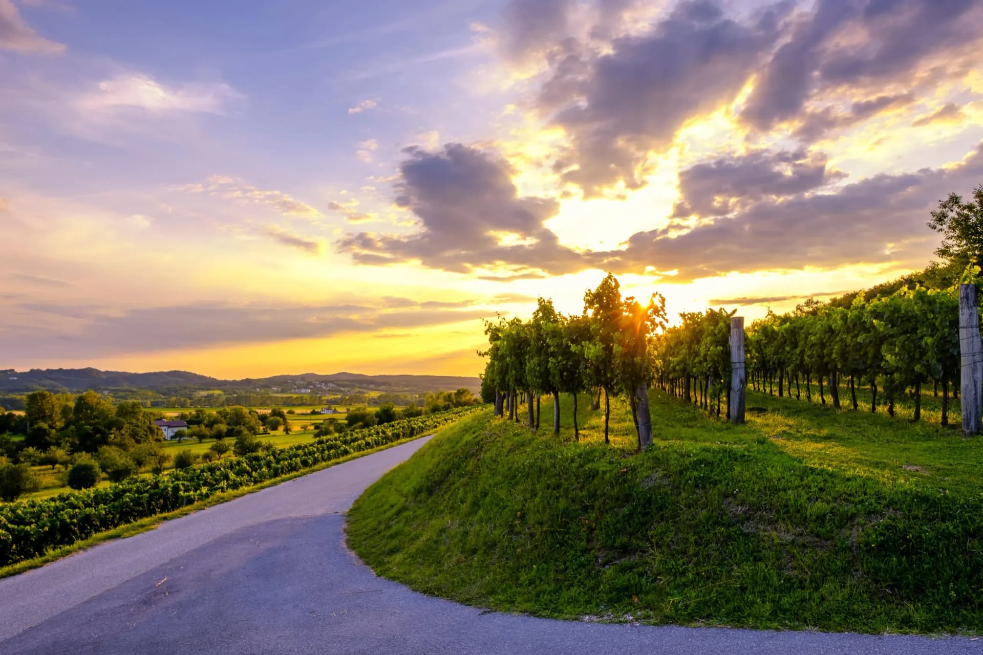 Vineyard rows along a road at sunset in the Vipava Valley.