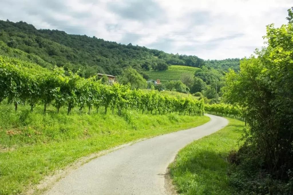 Winding road next to bright green vineyard rows with forested hills under a cloudy sky, Stanfel.