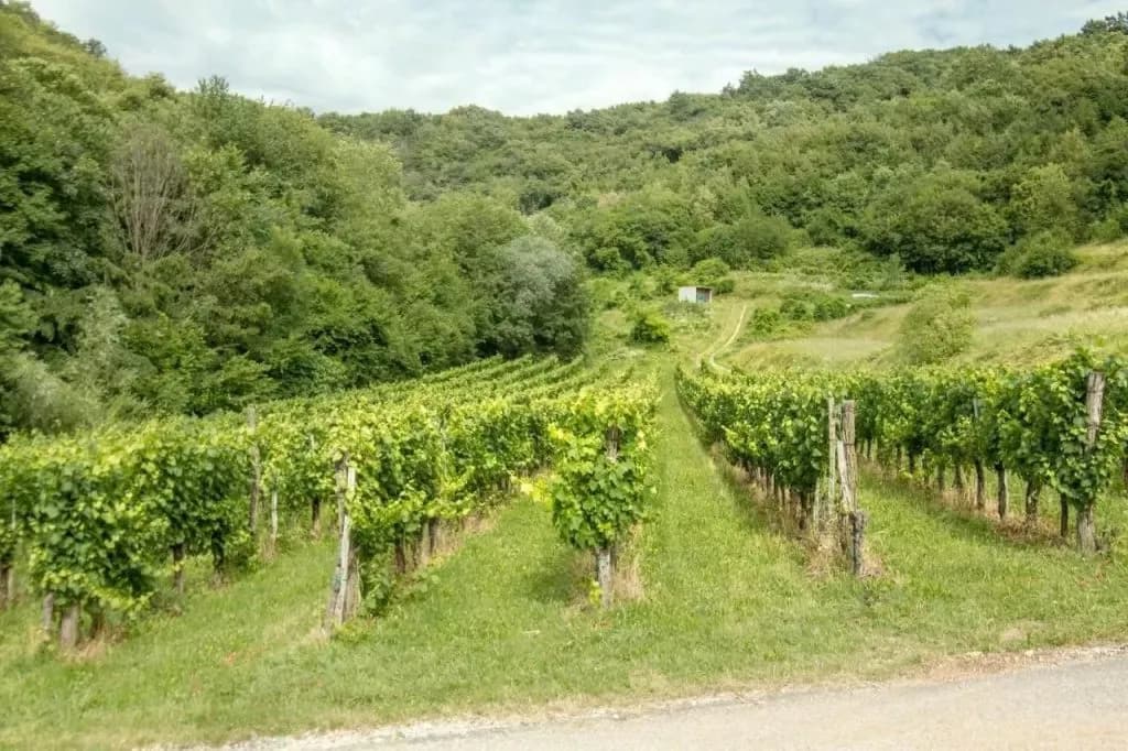 Vineyard rows with lush green vines leading up a hill toward dense forest, Stanfel.