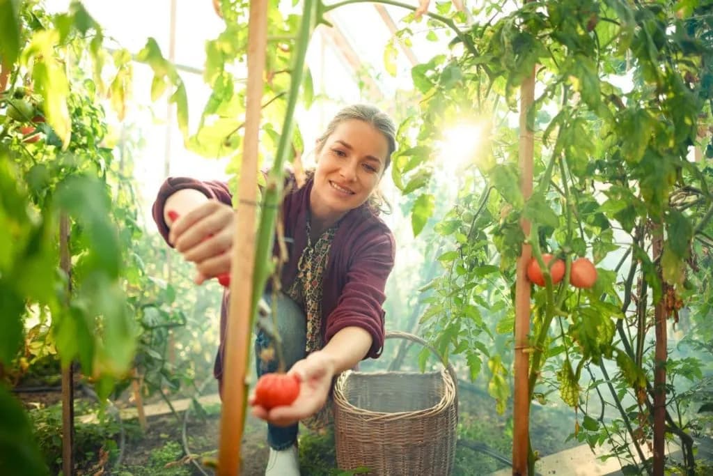 Woman harvesting ripe tomatoes in a sunny greenhouse garden near Bled.