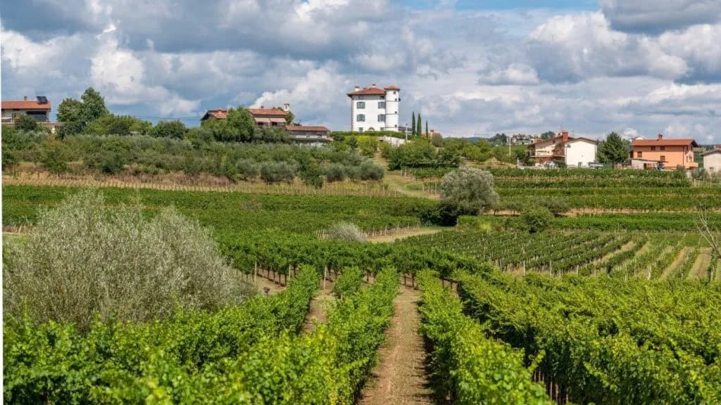 Vineyards in Goriška Brda with a white tower house on a hill under cloudy skies.