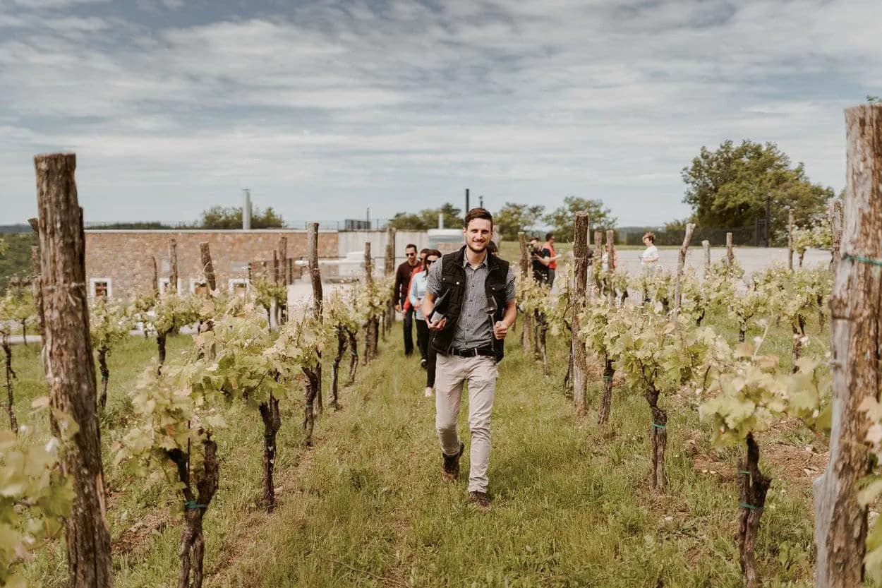Wine tour group walking through rows of young grapevines toward a stone building.