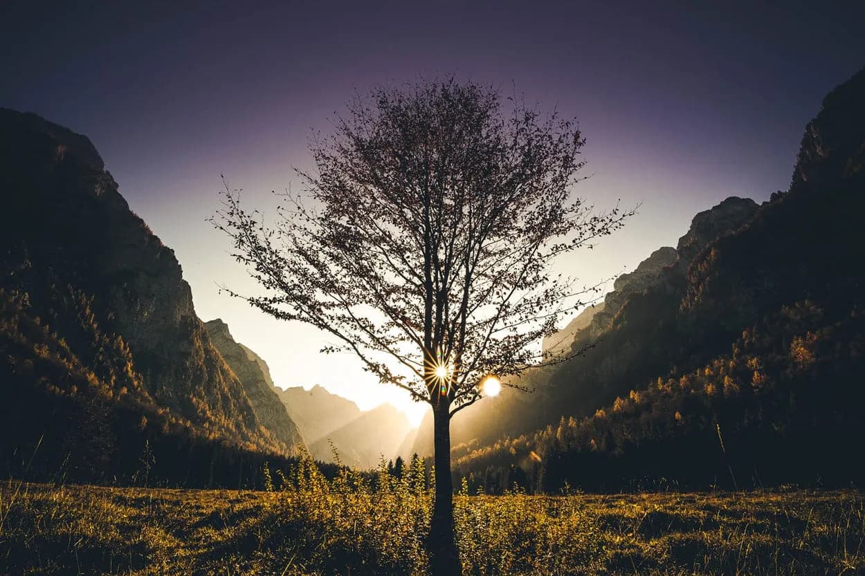 Tree silhouetted against sunset between mountains in a grassy field, Slovenia day trip.