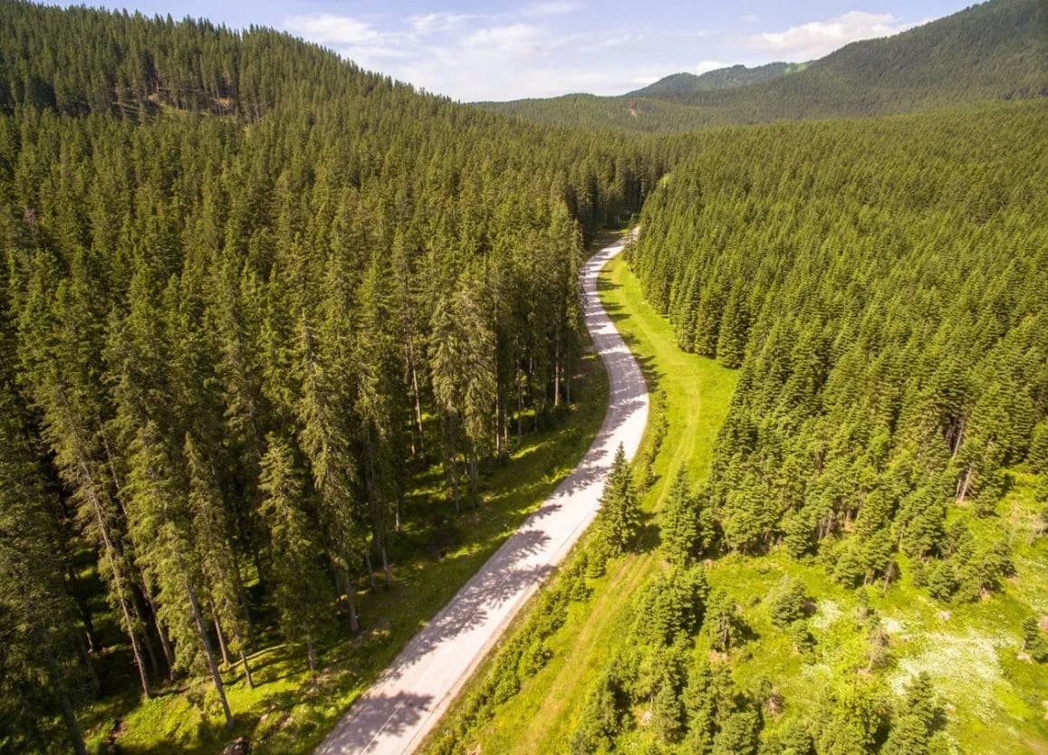 Winding road through dense pine forest in Pokljuka with rolling green hills.