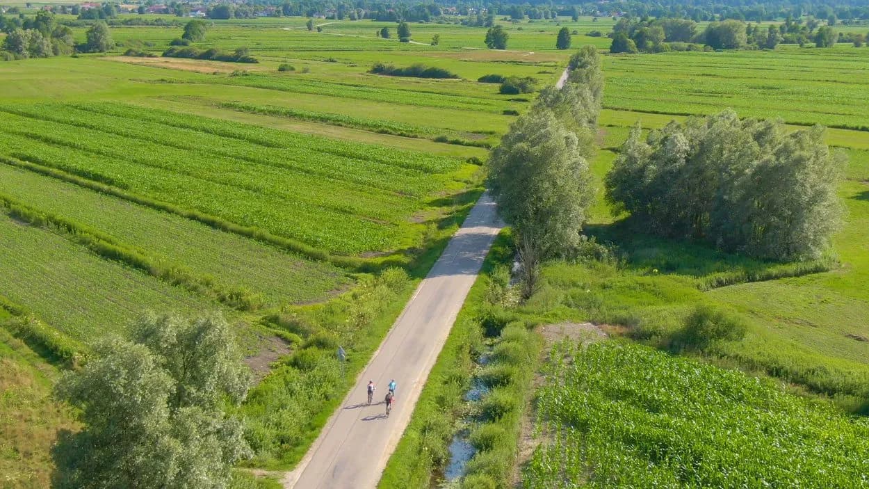 Cyclists riding on a road through vast green agricultural fields in Ljubljana Marshes.