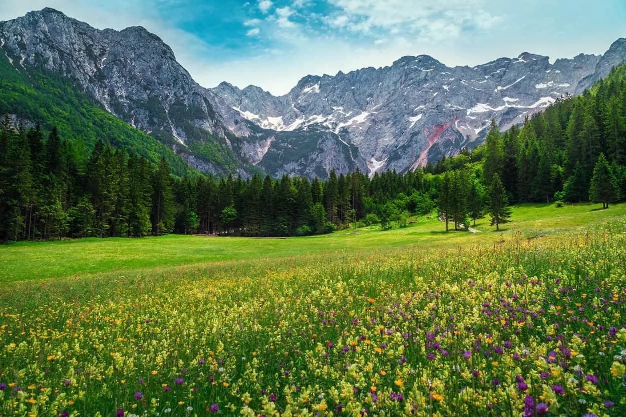 Wildflower meadow in Logar Valley with green grass, pine forest, and rocky mountains.