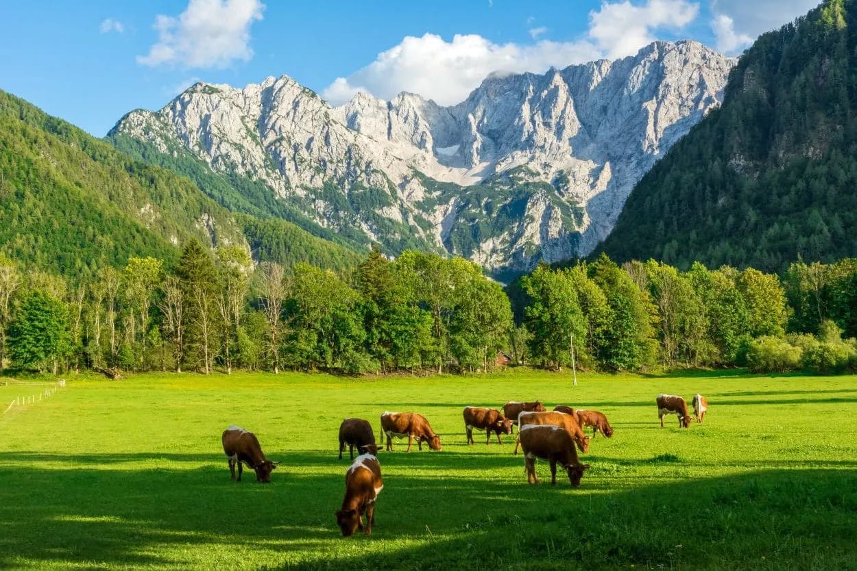 Cows grazing in green pasture with forested slopes and rocky mountains in Jezersko.