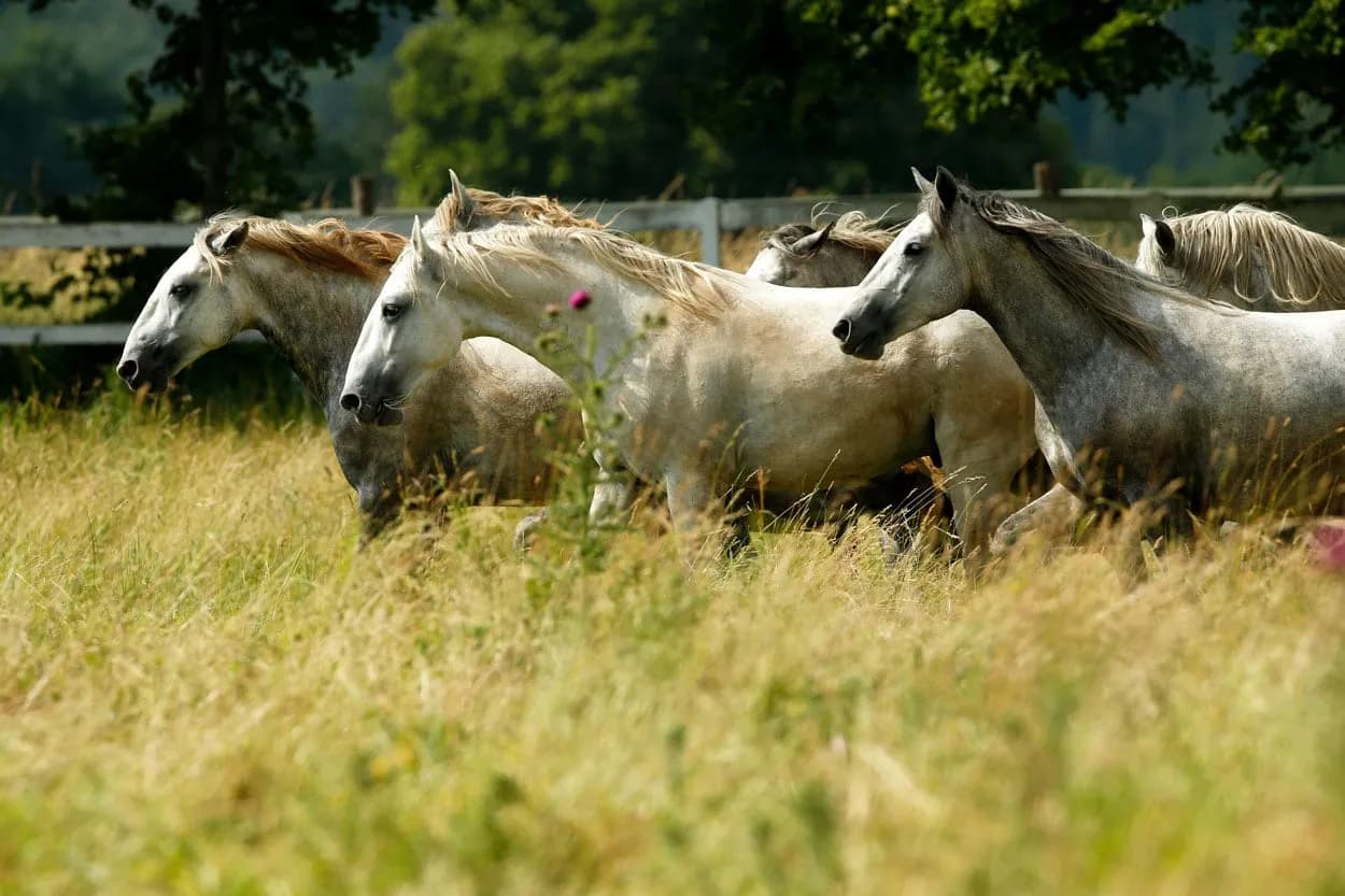 Lipizzaner horses running through tall, sunlit grass pasture with trees in the background.