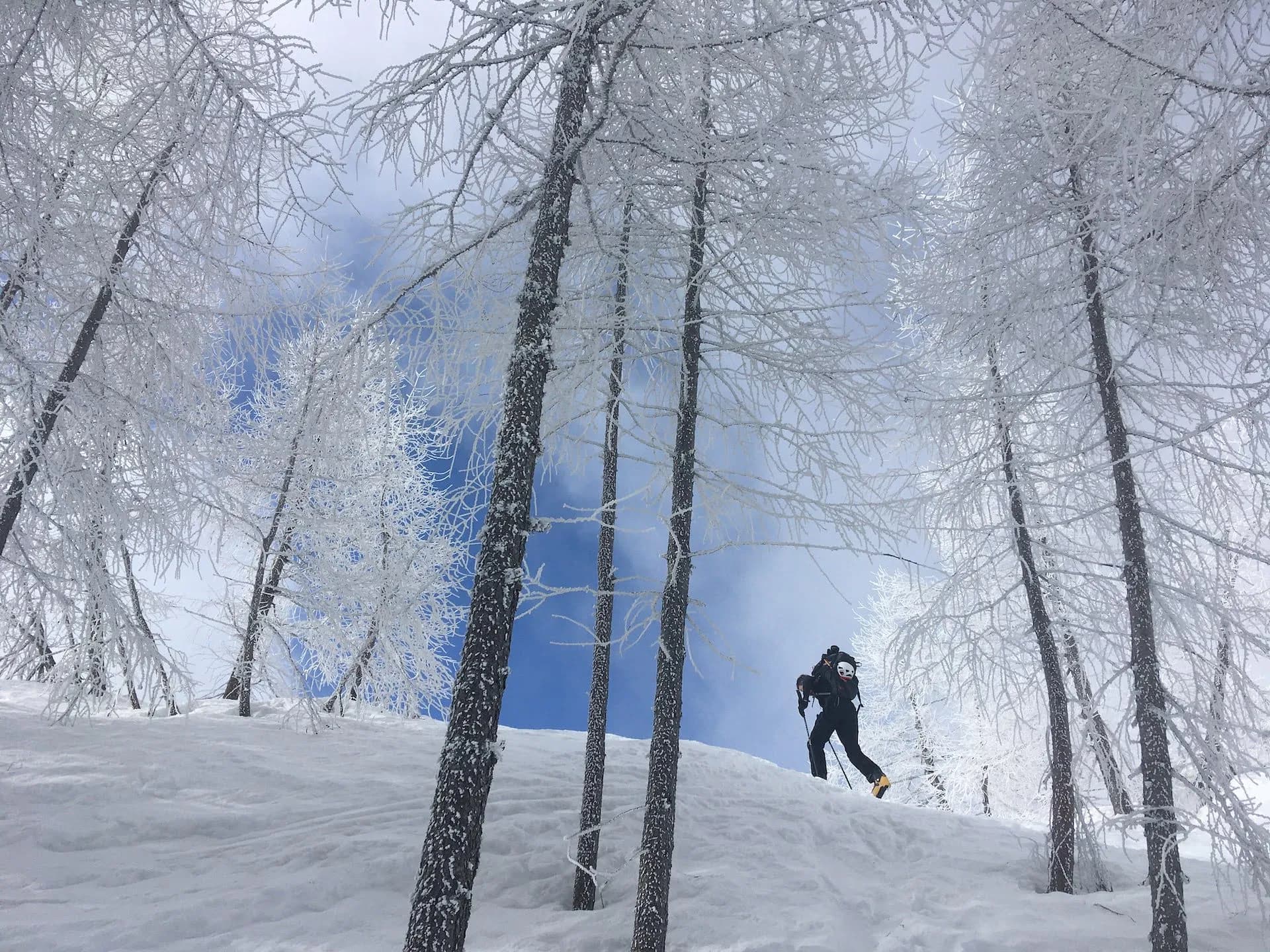 Ski touring uphill through snow-covered forest with frost-covered trees and blue sky.