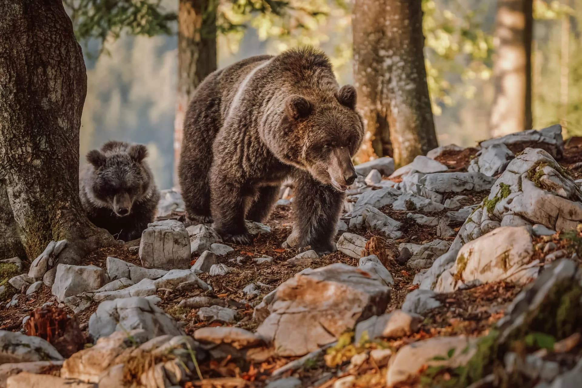 Two brown bears walking on rocky, forested terrain with sunlight filtering through trees