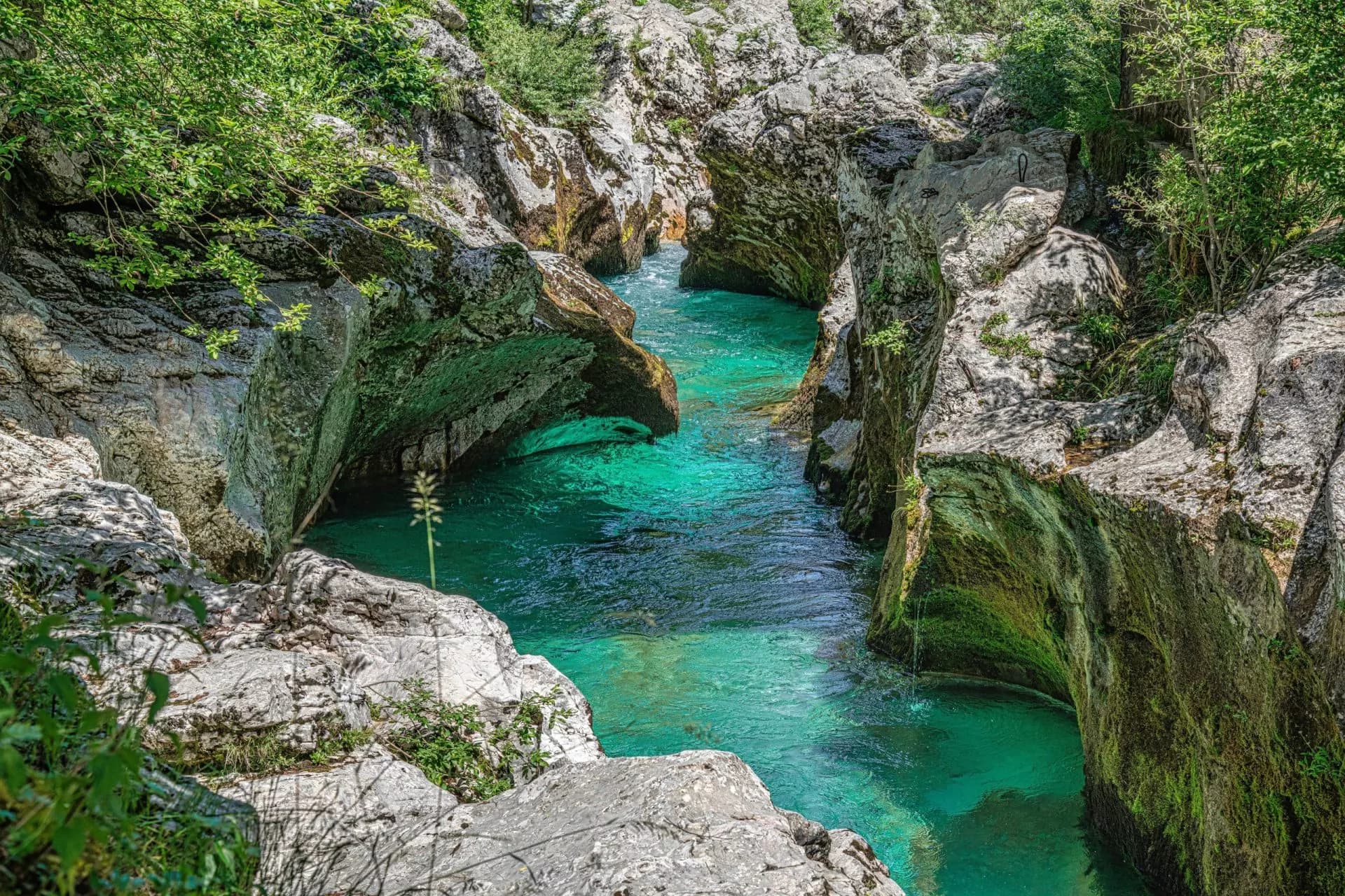 Turquoise river flowing through a narrow gorge with mossy rock walls and green foliage. Soca River.