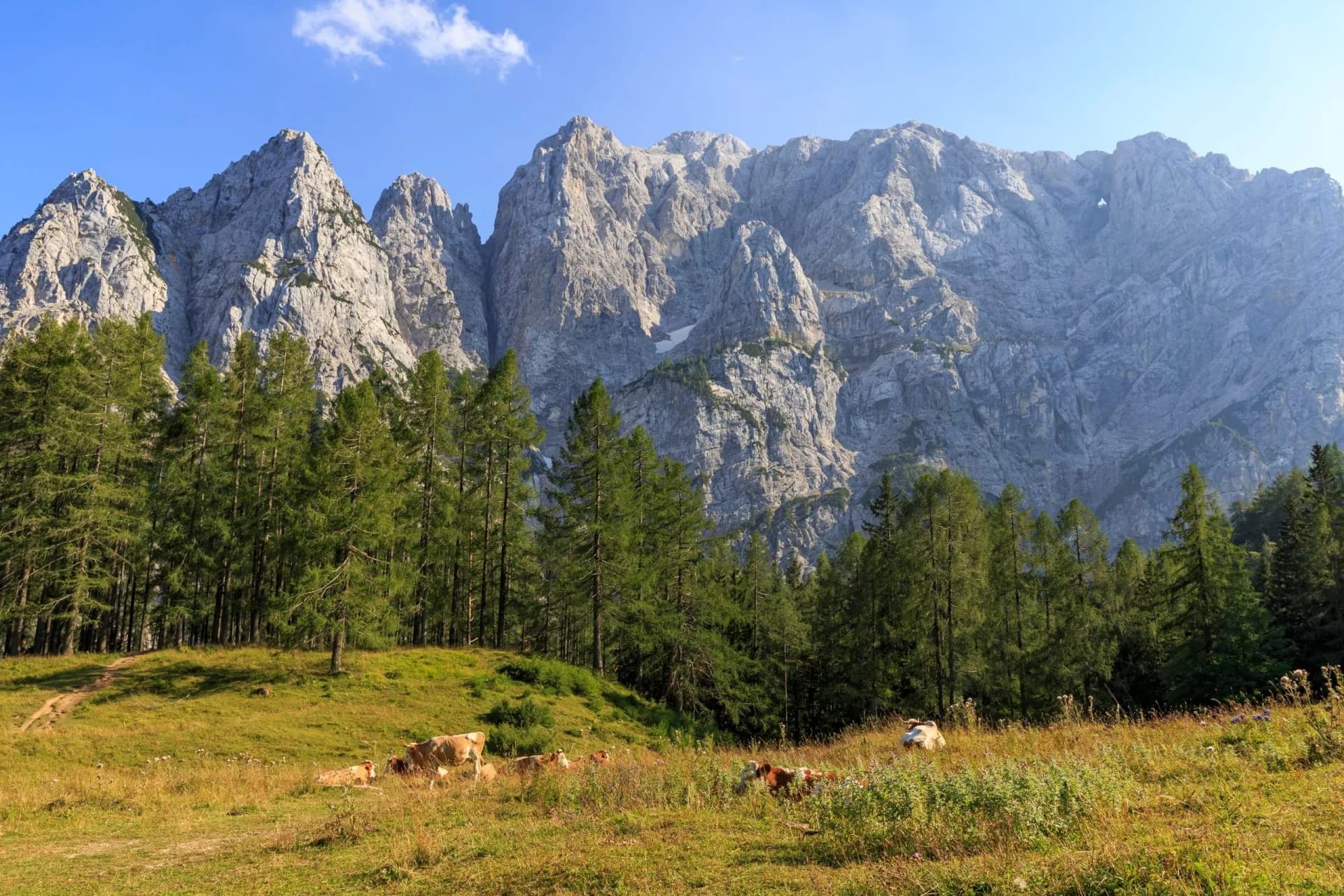 Cows grazing in meadow below massive gray mountains and pine forest at Vršič Pass.