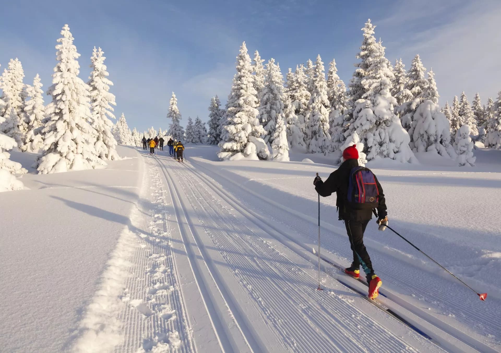 Cross-country skiers glide on groomed tracks through a snowy winter landscape with snow-covered pine trees.