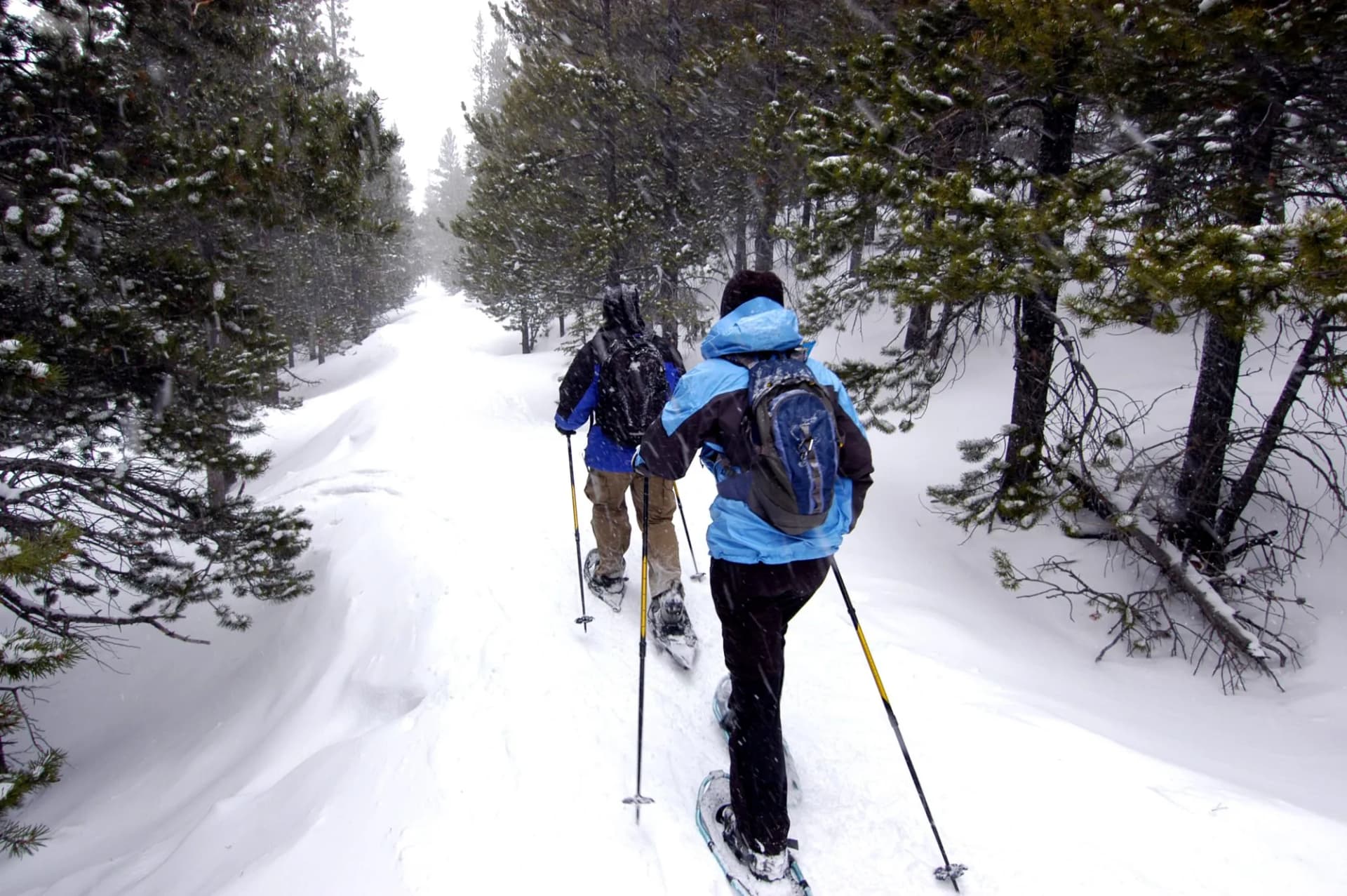 Two people snowshoeing on a snowy trail through a pine forest during snowfall.