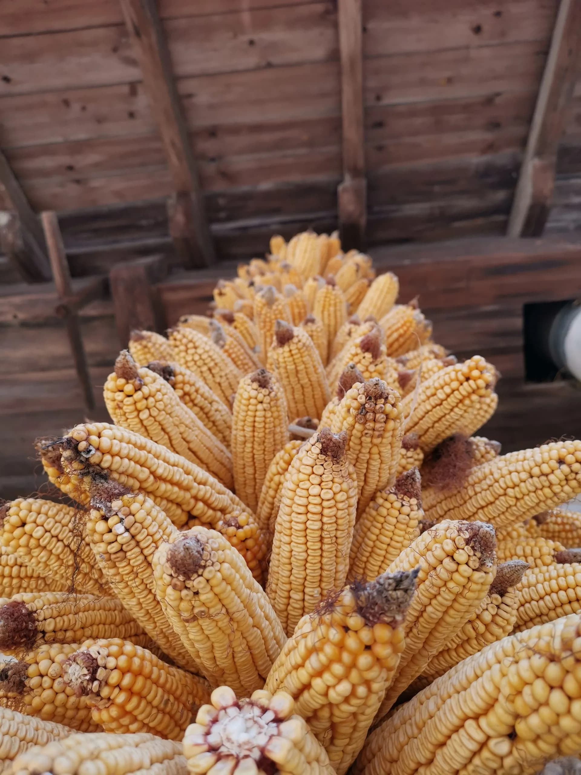 Dried ears of yellow corn stacked indoors under a wooden ceiling structure.