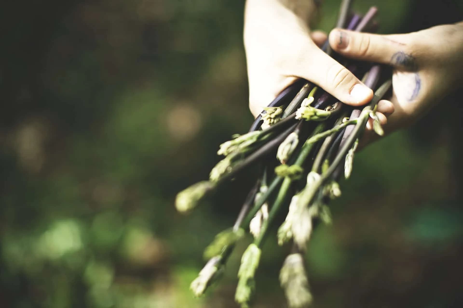 Hands holding a bunch of freshly foraged wild garlic or similar green shoots in a forest setting.