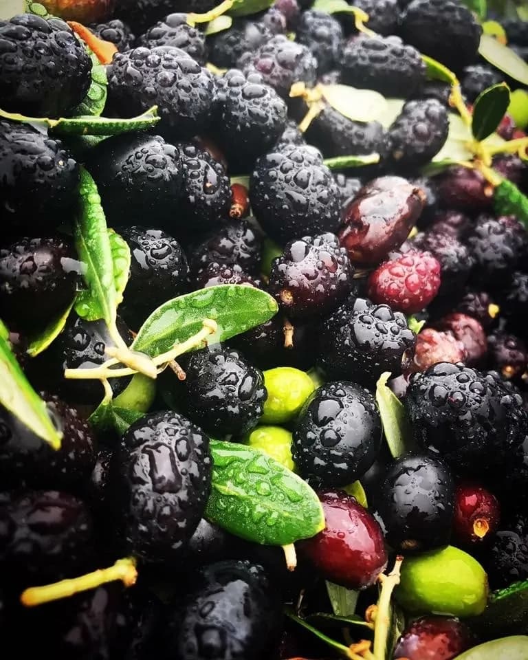Black mulberries and green olives with water droplets and leaves, close-up harvest.