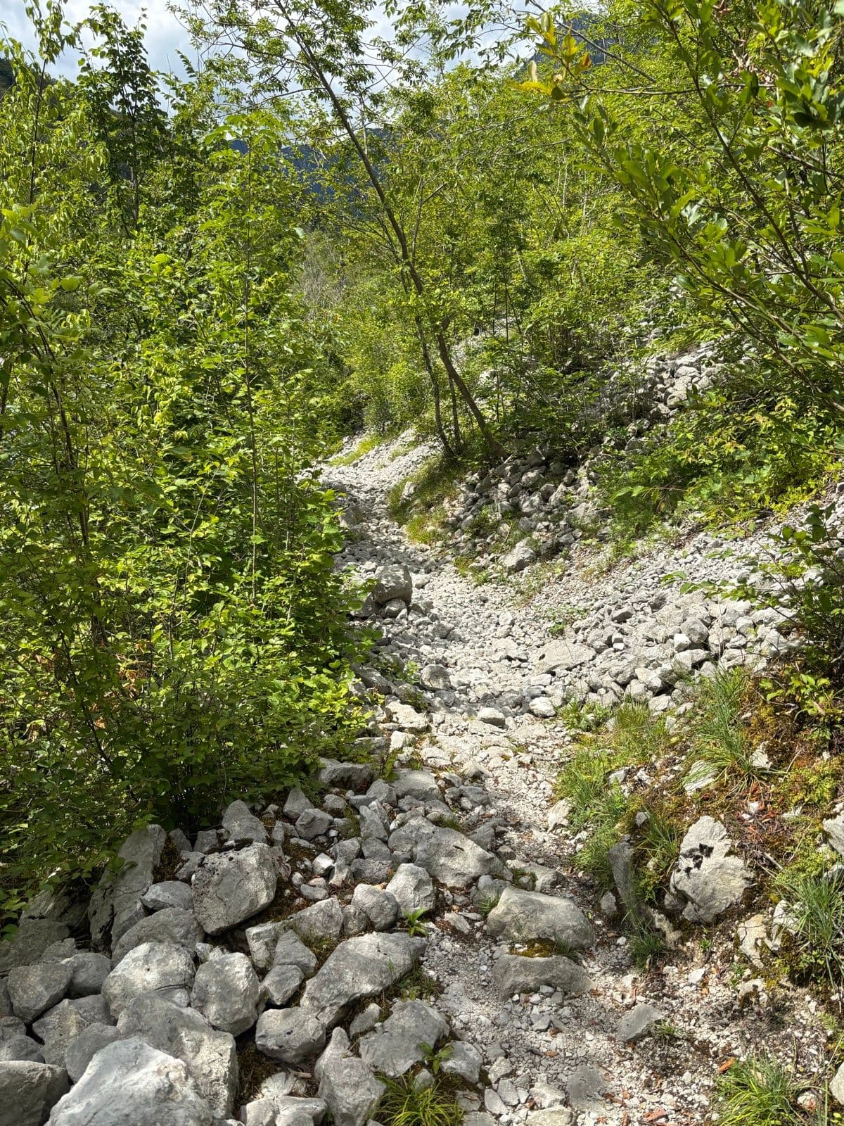 Rocky hiking trail through a lush green forest on the Alpe-Adria-Trail.