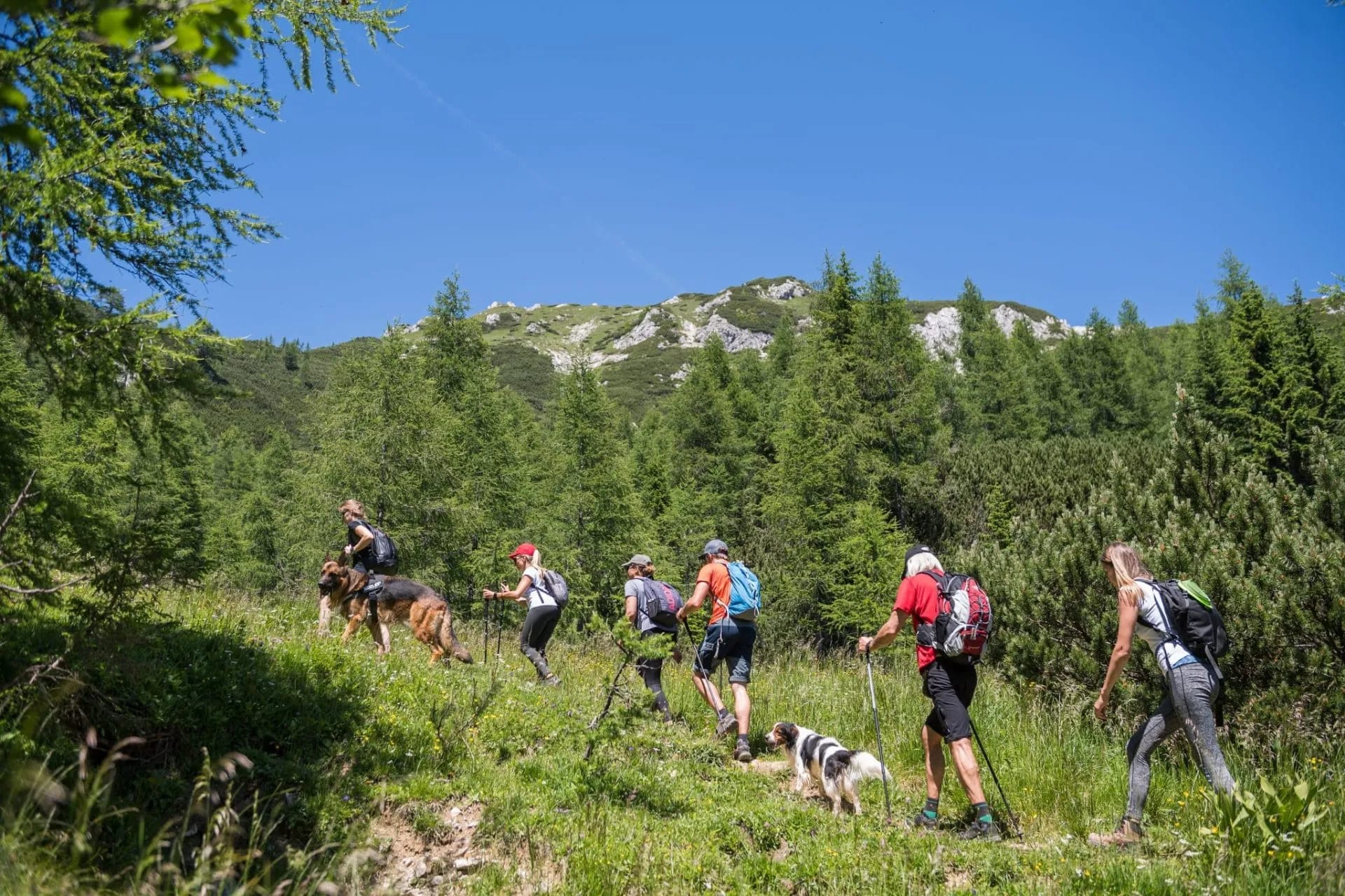 Hikers with dogs ascend a grassy mountain trail surrounded by pine forest under a clear blue sky, heading toward Visevnik.