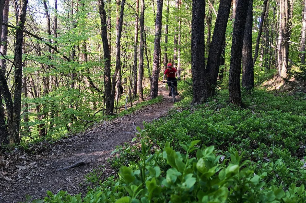 Mountain biker on dirt single-track trail through dense green forest in Ljubljana.