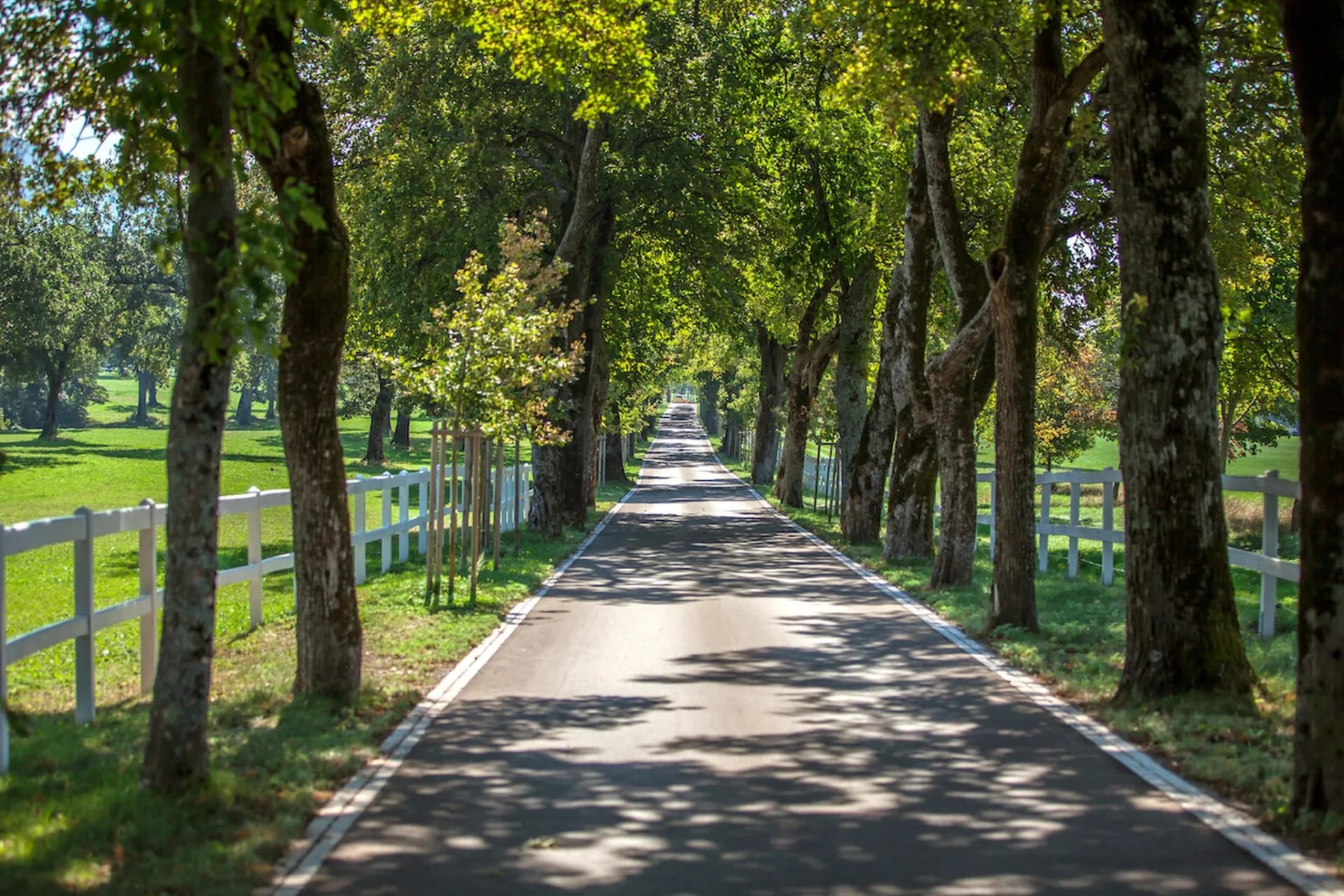 Road through Lipica scaled 1