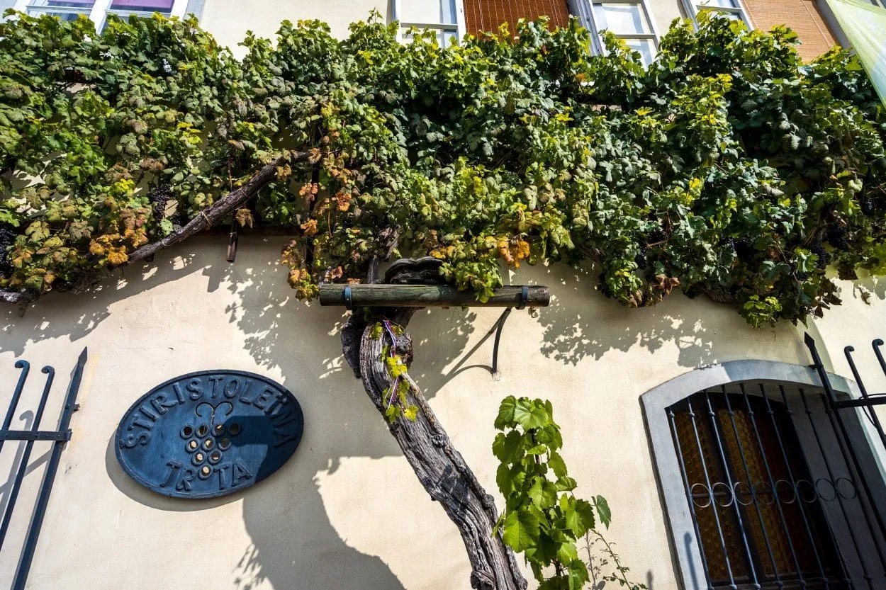 Oldest grape vine in Maribor growing on a building facade next to a metal sign.