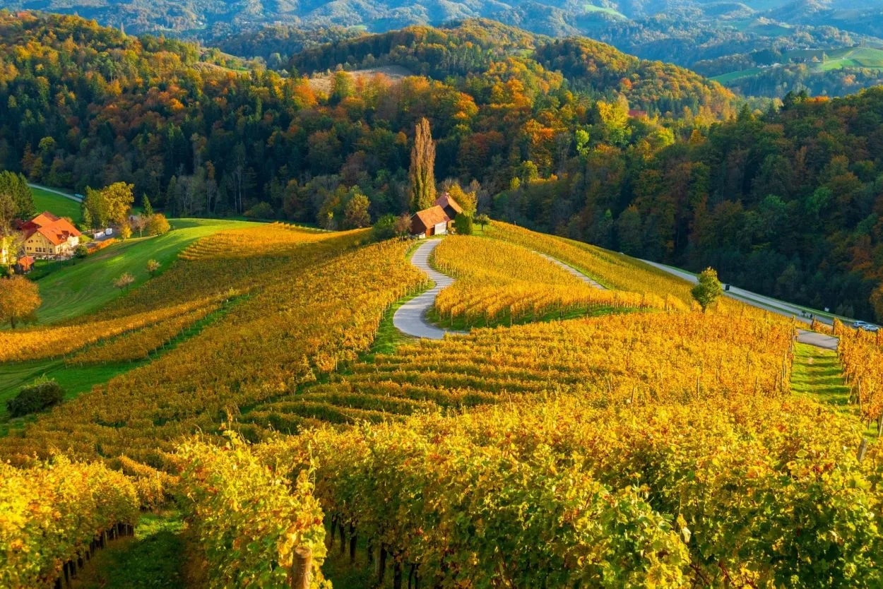 Winding road through golden autumn vineyards in Styria with rolling forested hills.