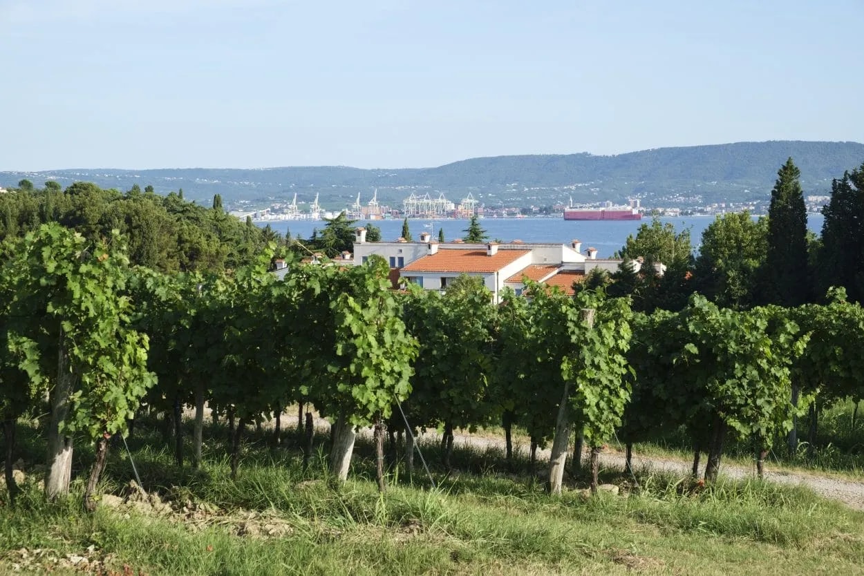 Vineyard overlooking the sea with a port and hills in the distance, Slovenian Coast