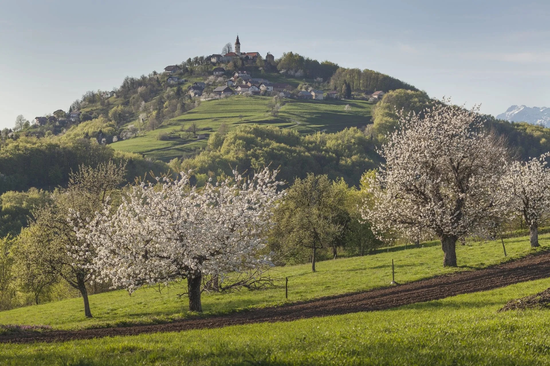 Rolling green hills of Dolenjska Region with spring blossoms and village on hilltop.
