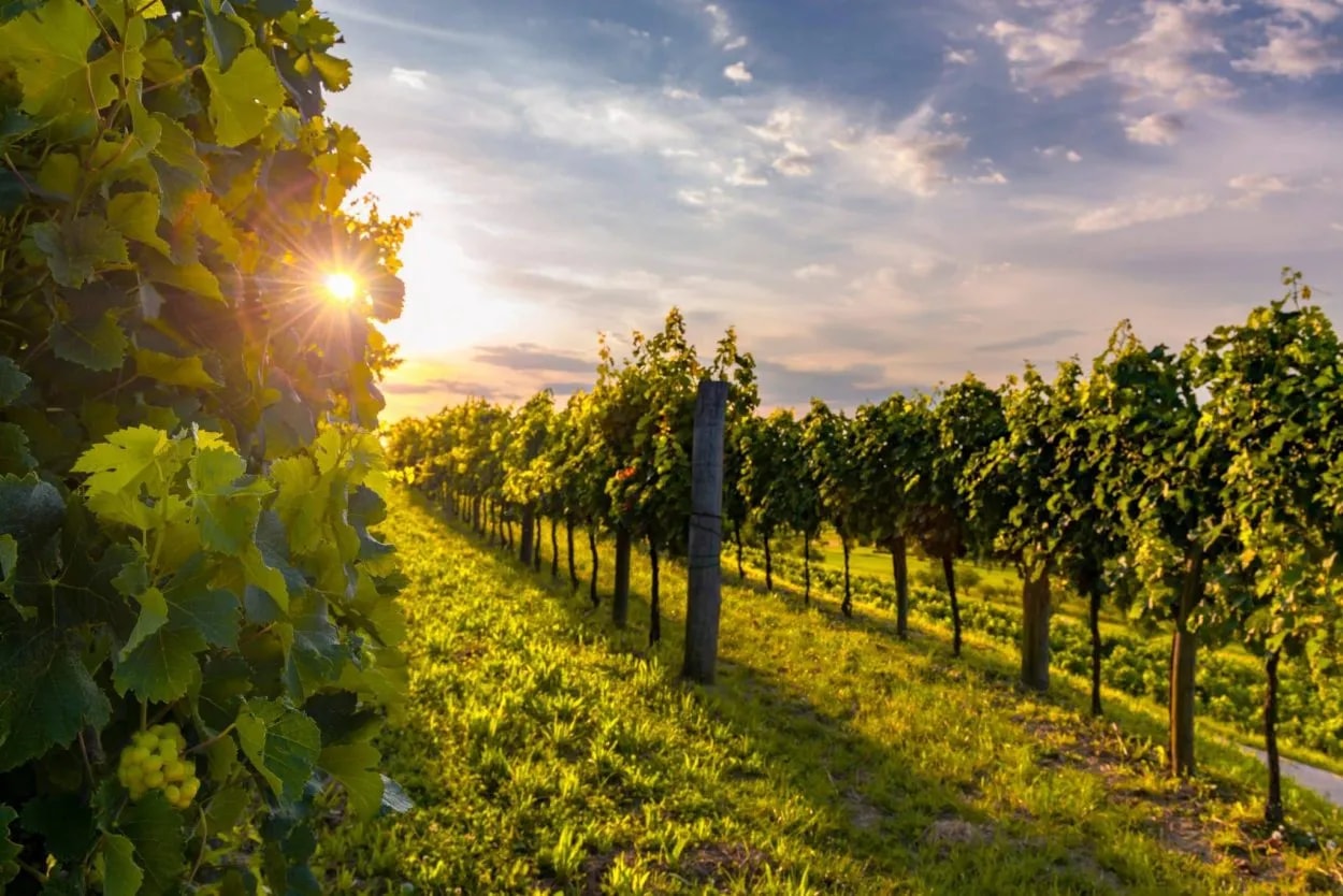 Vineyard rows with green grapes and sun flare at sunset in Slovenia.