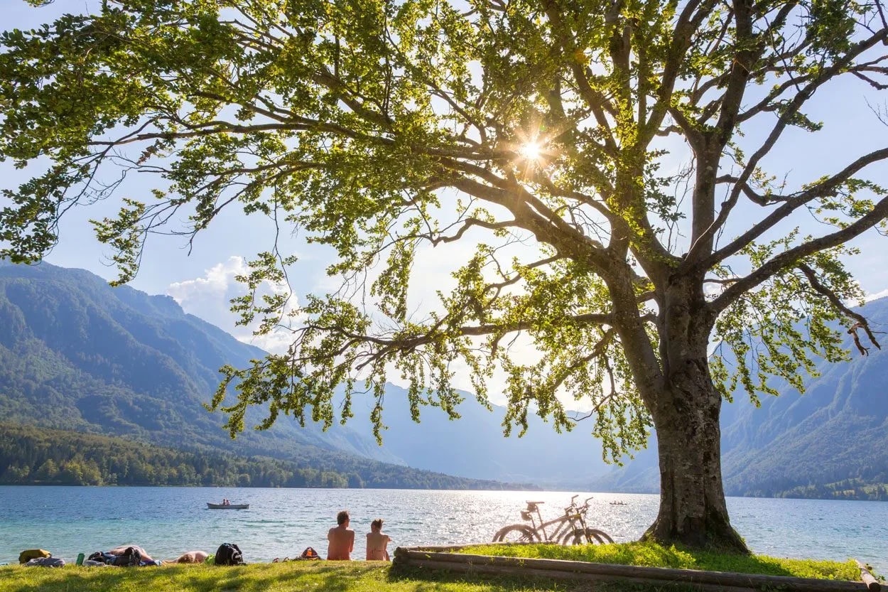 People sunbathing by Bohinj lake under a large tree with bicycles nearby and mountains in background.