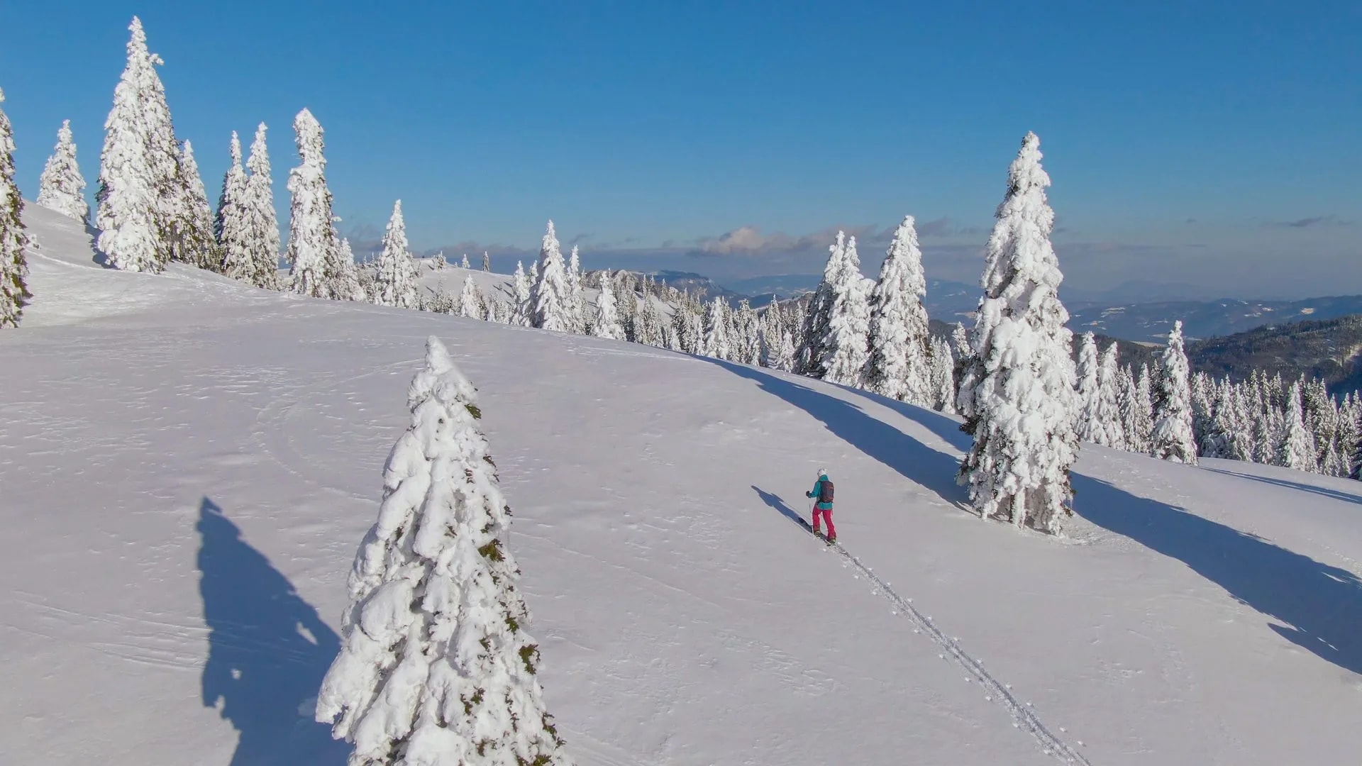 Ski touring above Pokljuka on a snowy slope with snow-covered pine trees under a clear blue sky.