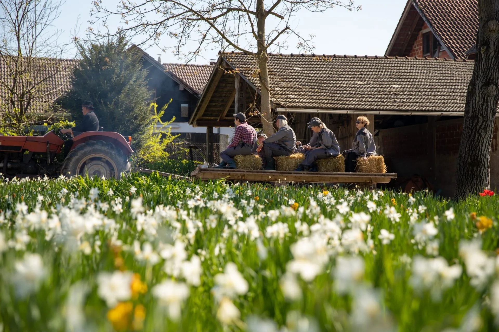 Tractor pulling wagon with people sitting on hay bales through field of white daffodils.
