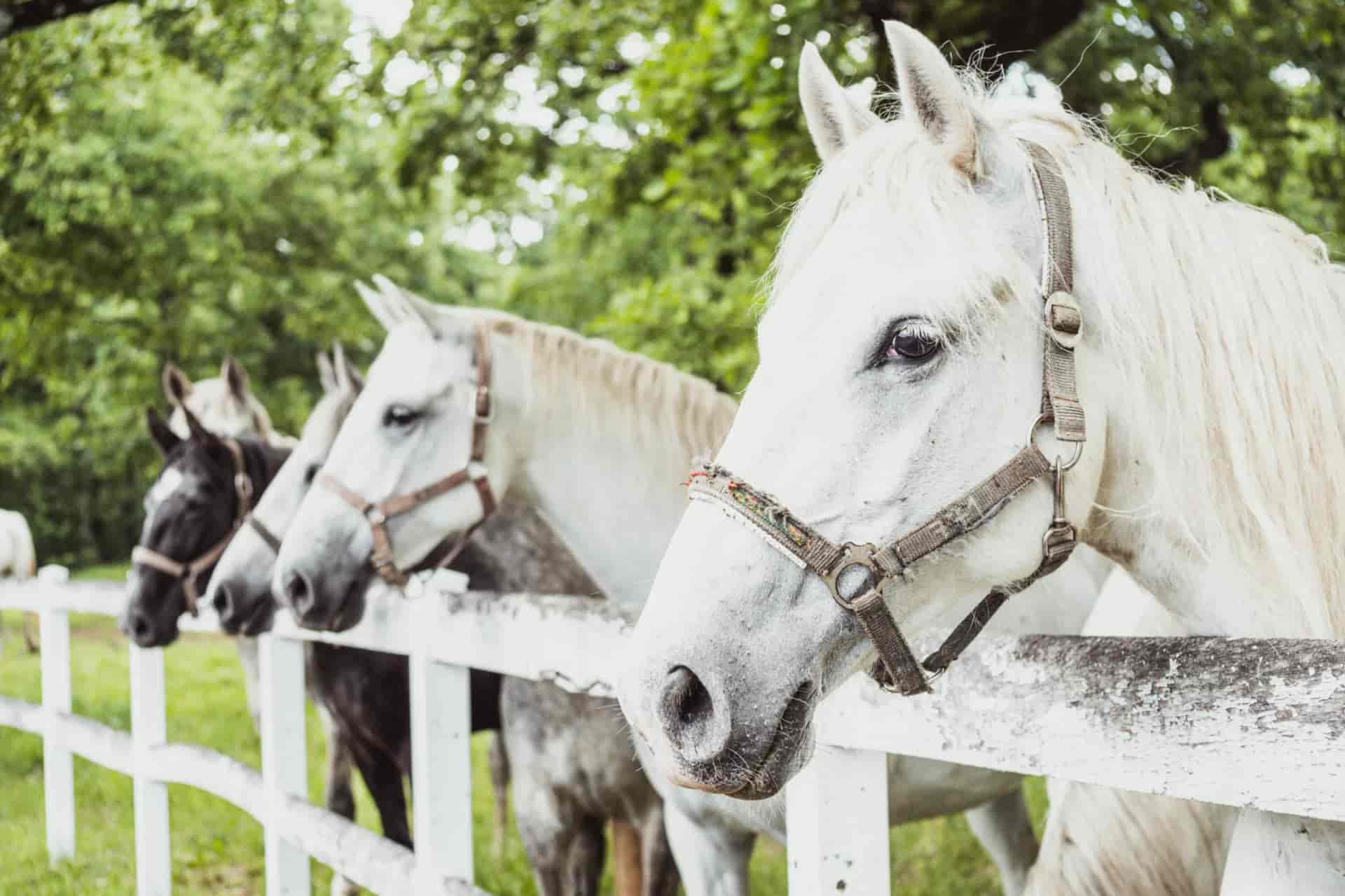 Lipizzan horses with bridles behind a white fence at Lipica Stud Farm with green trees.