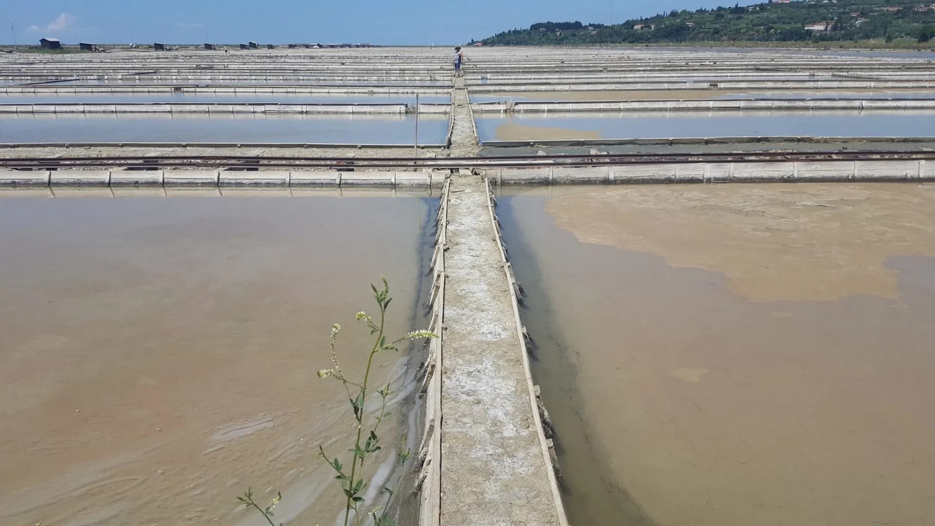 Salt pans in Secovlje scaled 1