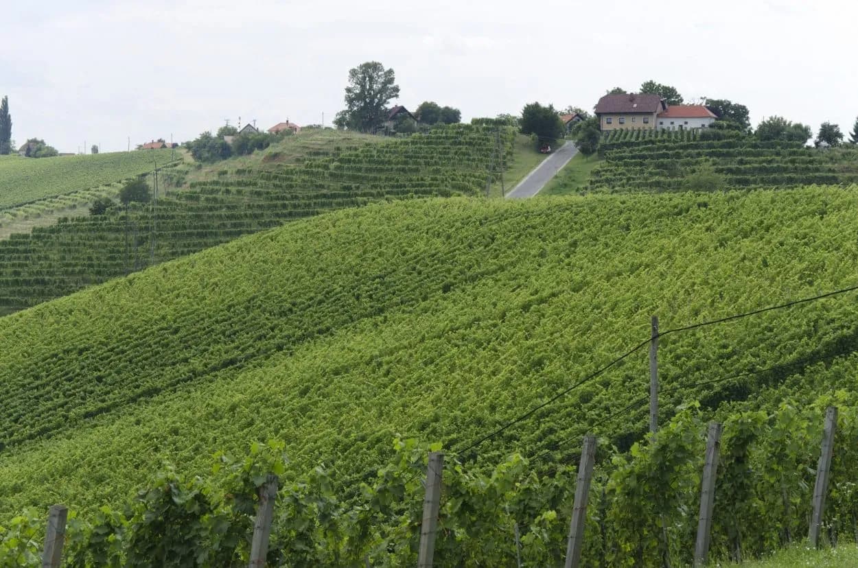 Lush green terraced vineyards leading up to houses and a road near Jeruzalem.
