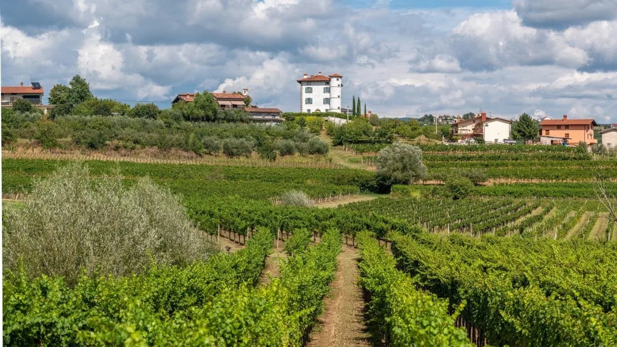 Vineyards leading up to a white tower house in Goriska Brda under a cloudy sky.