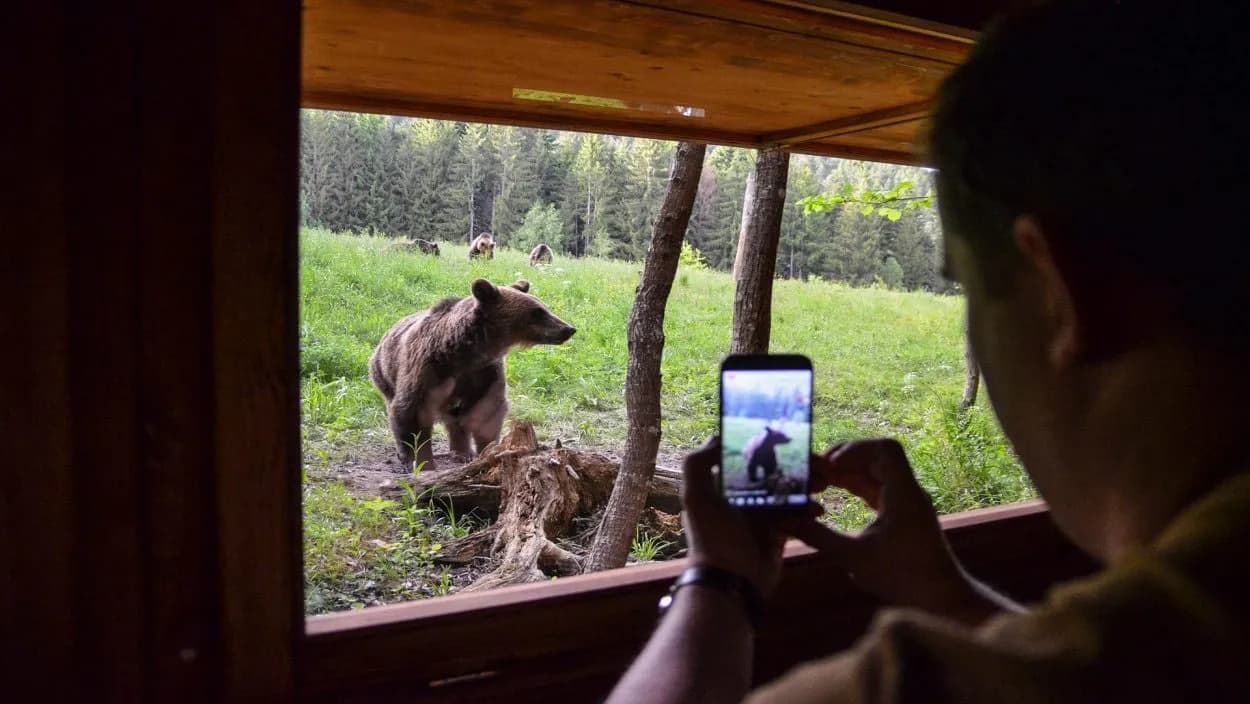 Bear watching from a wooden hide as a person photographs a brown bear in a grassy forest clearing.