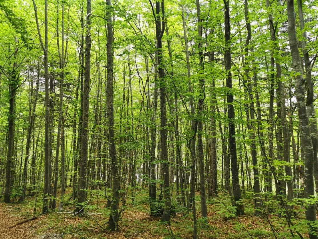 Dense forest with tall trees and bright green spring foliage in the Tamar Valley area.