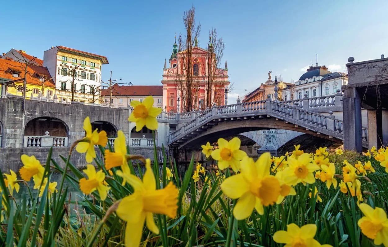 Yellow daffodils in spring with Triple Bridge and pink church in Ljubljana