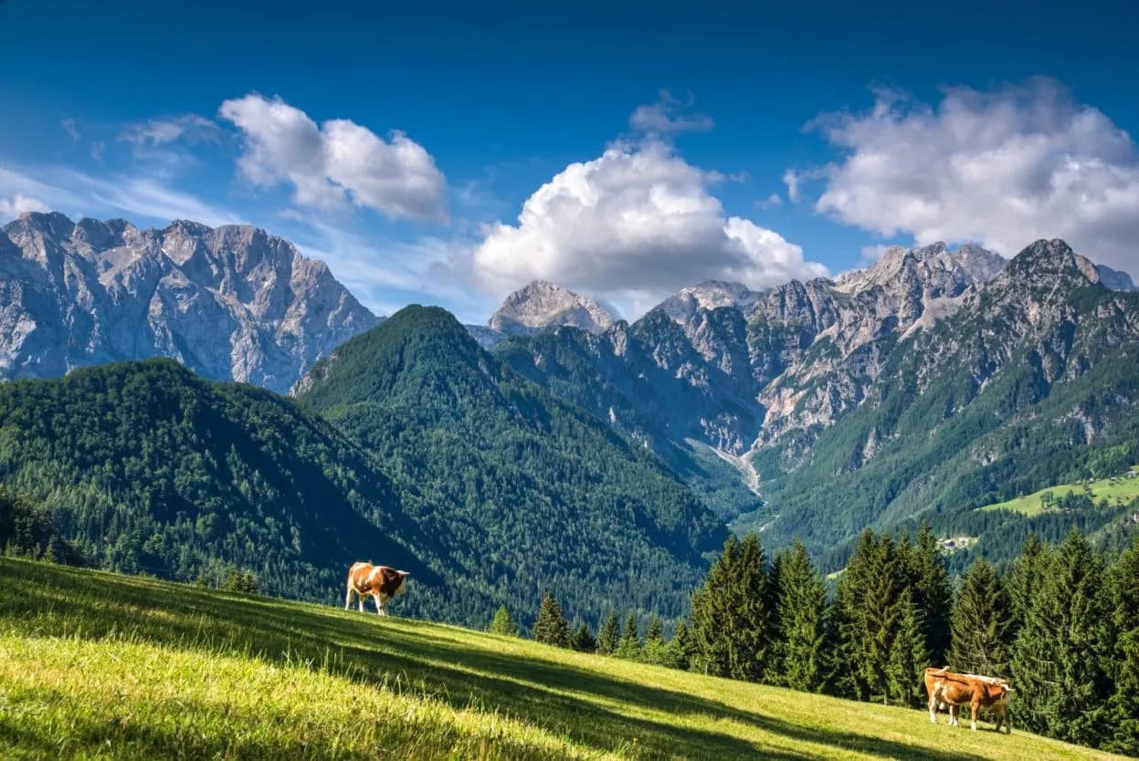 Cows grazing on sunny green hillside with dense forest and rugged mountains under blue sky.