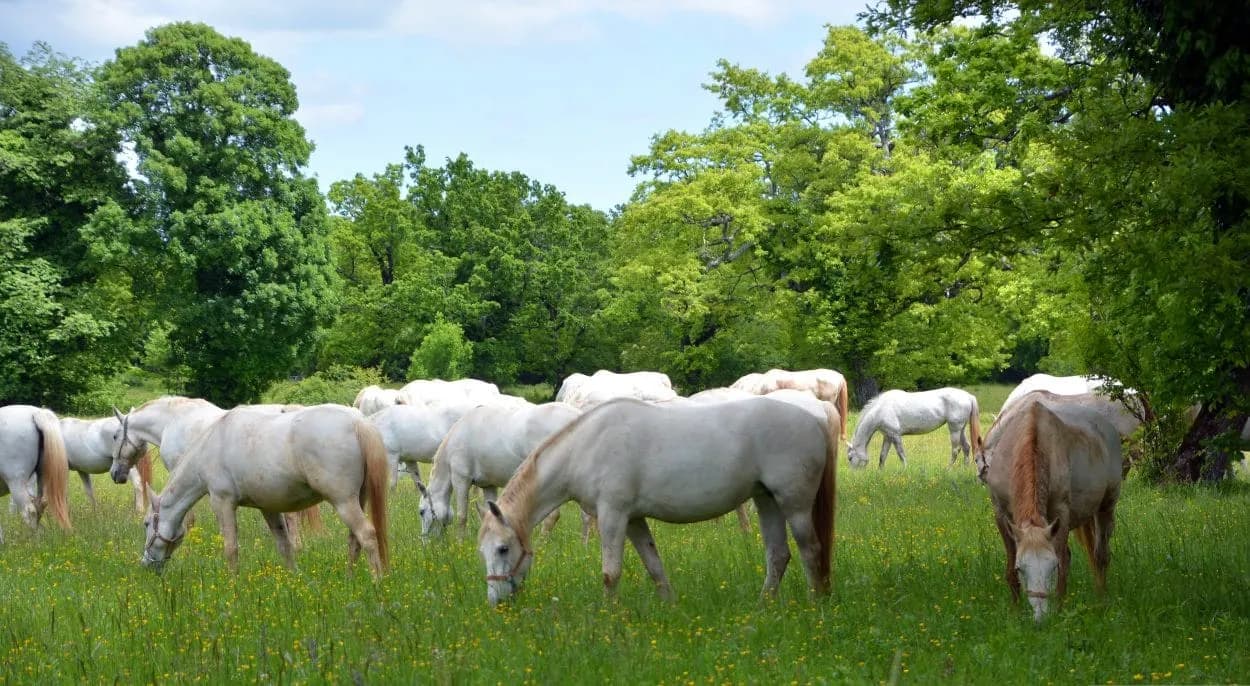 Lipizzaner horses grazing in a green meadow with yellow wildflowers at Lipica stud farm.