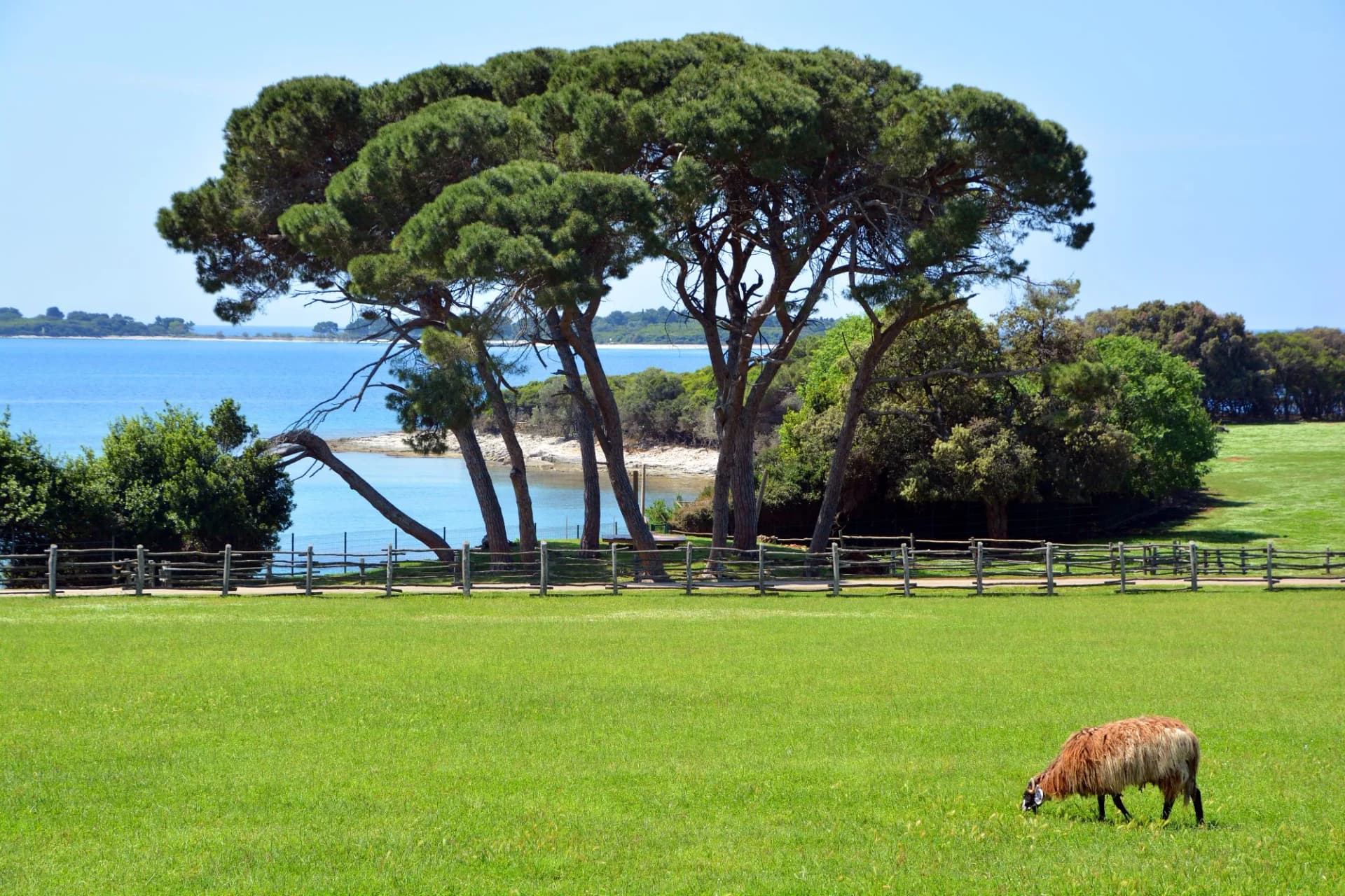 Sheep grazing in green field near pine trees and blue sea in Brijuni National Park.
