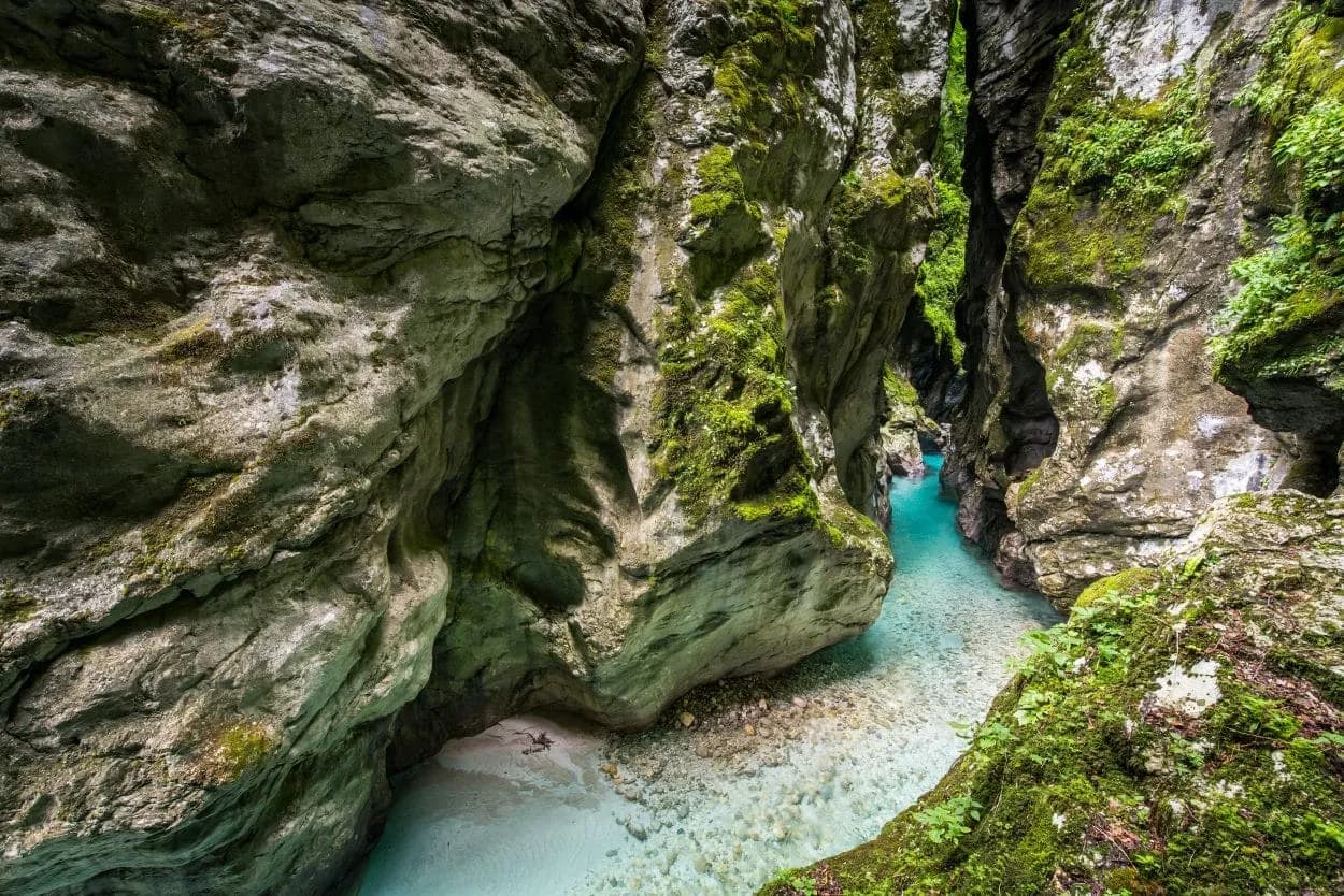 Turquoise river flowing through narrow Tolmin Gorge with moss-covered rock walls