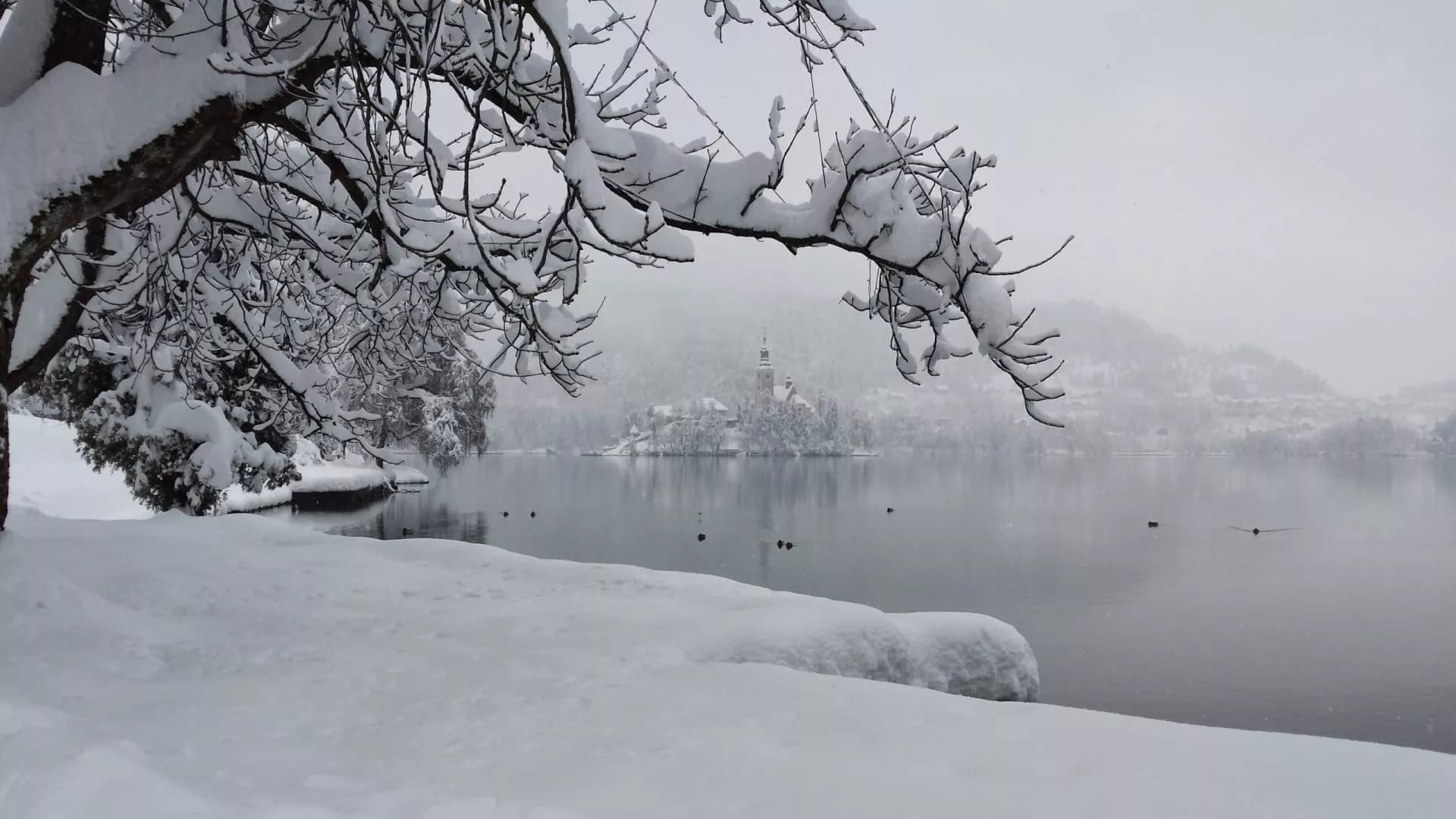 Snow-covered tree branches frame Lake Bled island church in winter with snow on the shore.