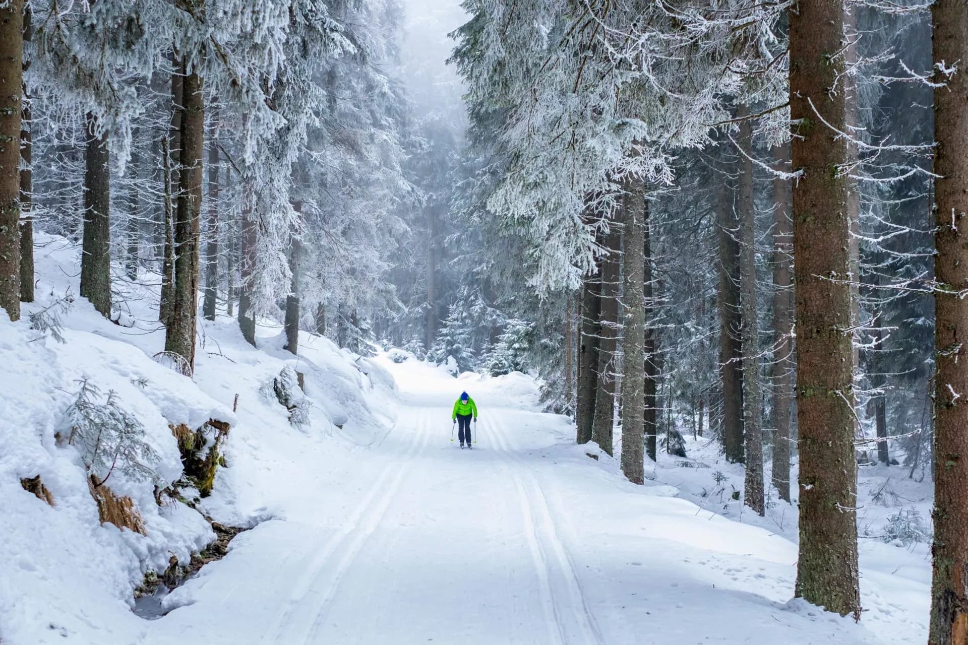 Cross-country skiing on snowy track through frosted pine forest in Slovenia